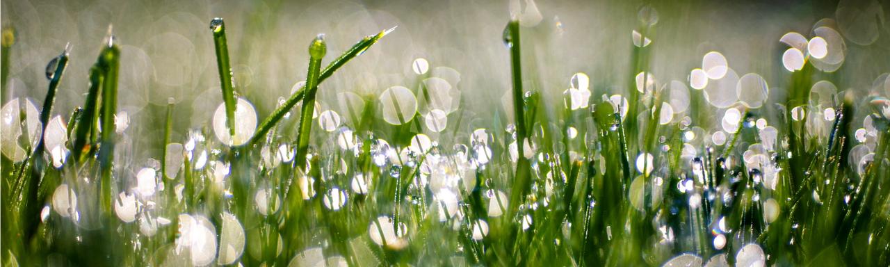 grass with rain on it